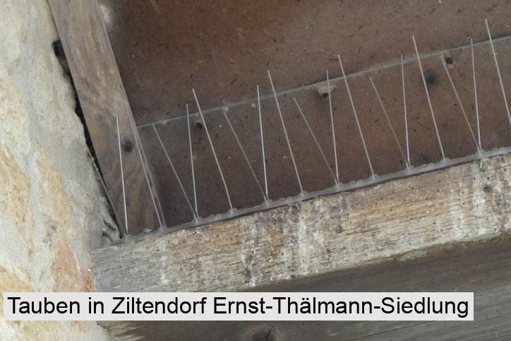Tauben in Ziltendorf Ernst-Thälmann-Siedlung